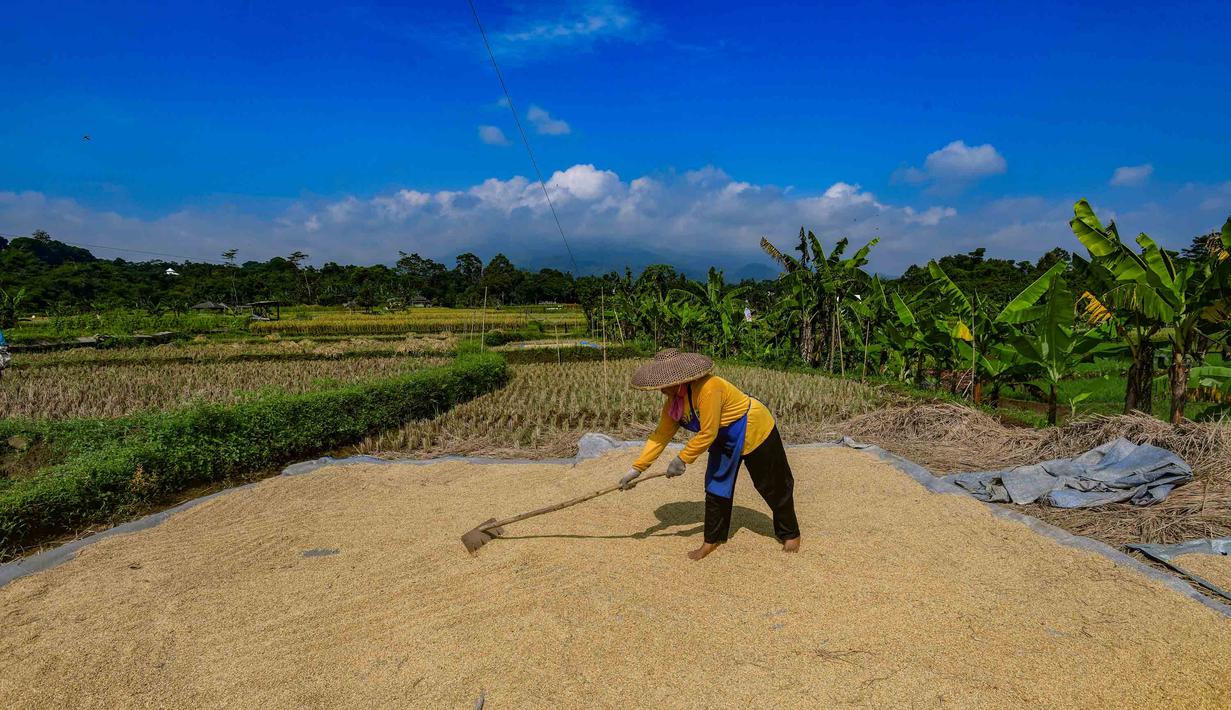 Percepatan penyerapan ini memperkuat ketahanan pangan nasional di tengah dinamika pasar global. Tampak dalam foto, petani memanen padi jenis Inpari 32 di Kampung Tematik Mulyaharja, Bogor, Jawa Barat, Rabu (6/5/2026). (merdeka.com/Arie Basuki)