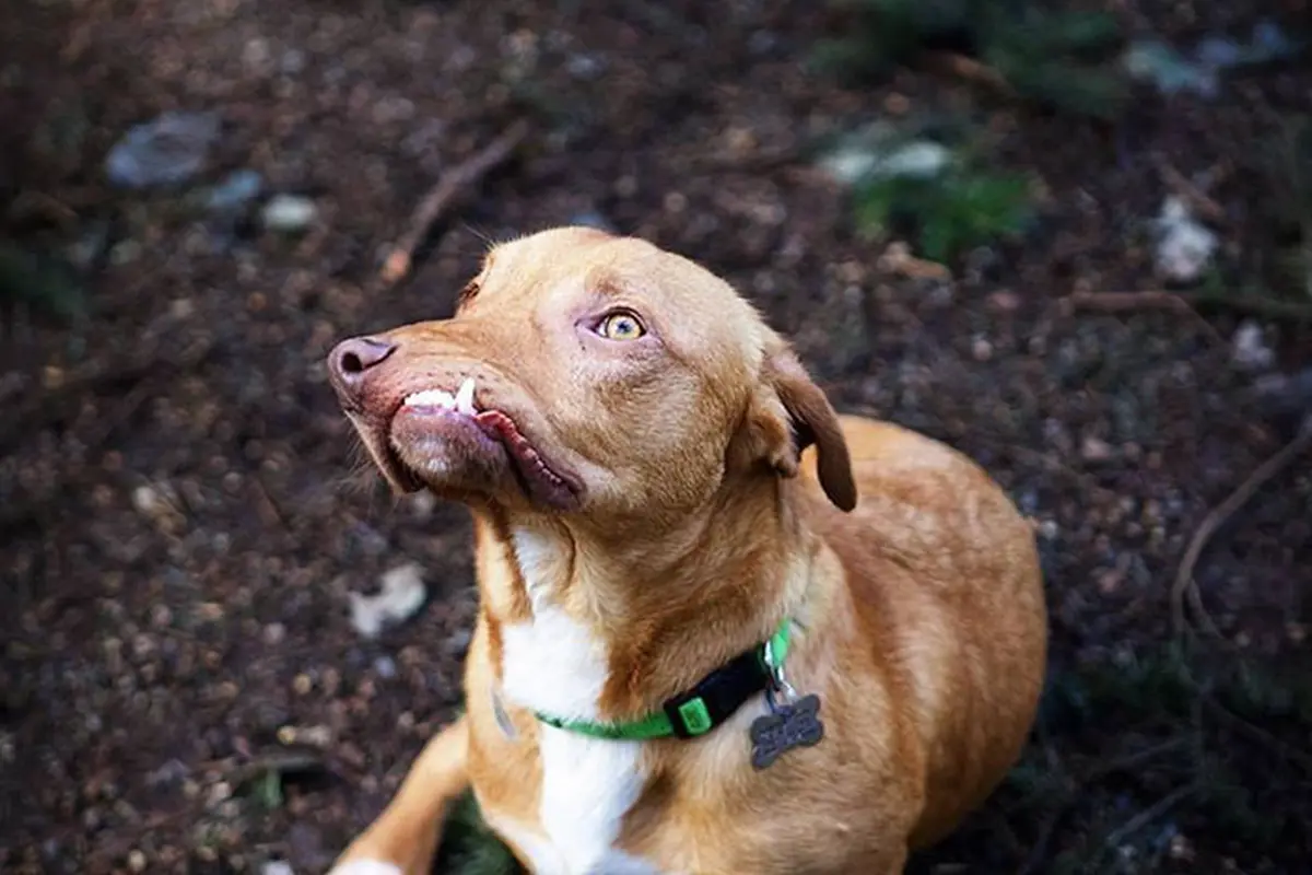 [Bintang] Picasso, Anjing Tak Sempurna yang Tak Diinginkan Siapapun