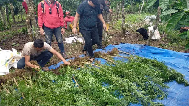 Warga Lahat Tanam Ganja di Kebun Kopi Seluas 1,5 Hektare