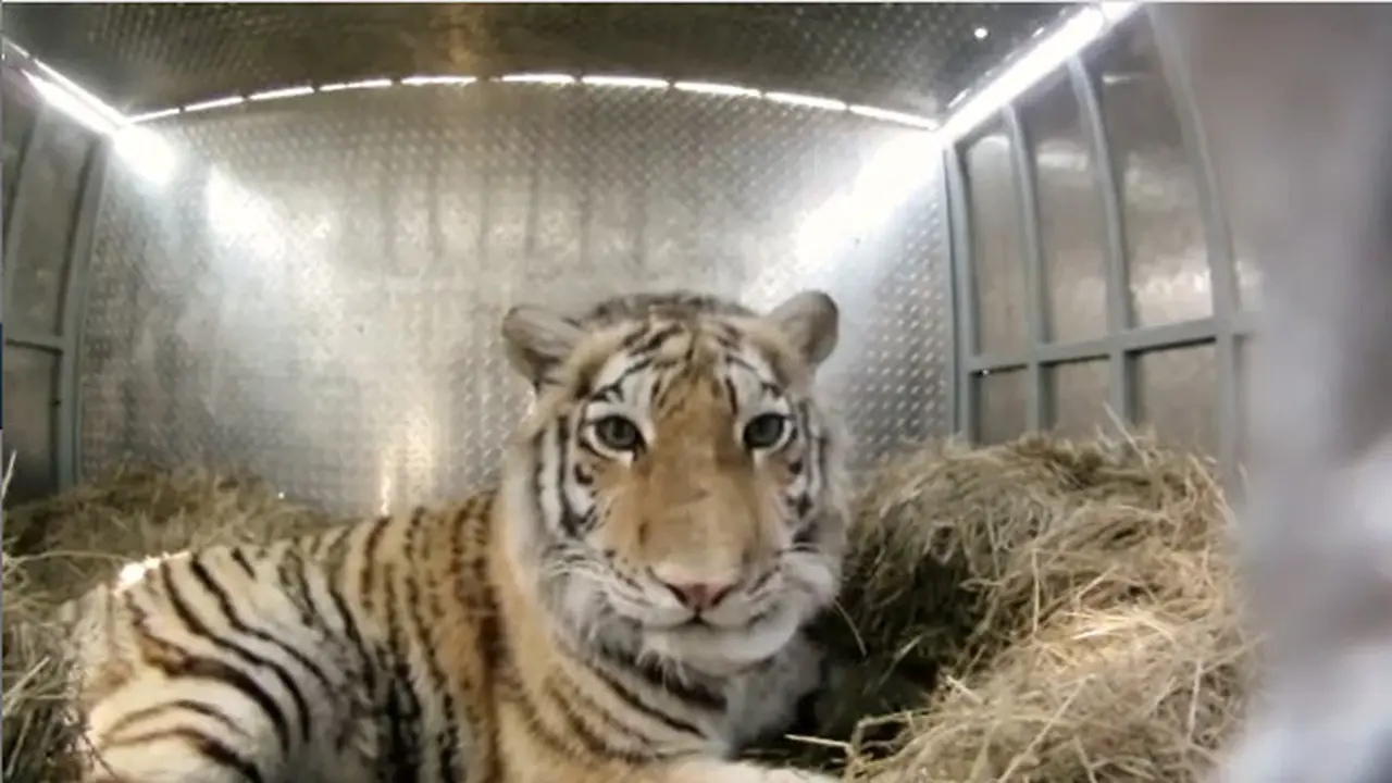 Melepas Harimau Siberia ke Alam Liar