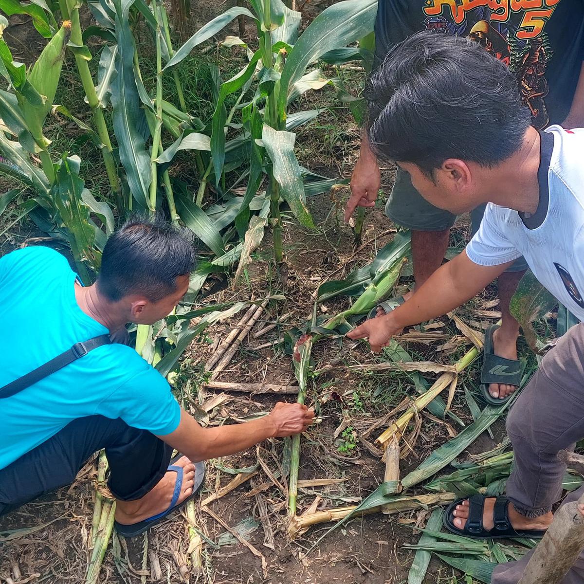 pencuri motor di bengkel tewas diamuk massa