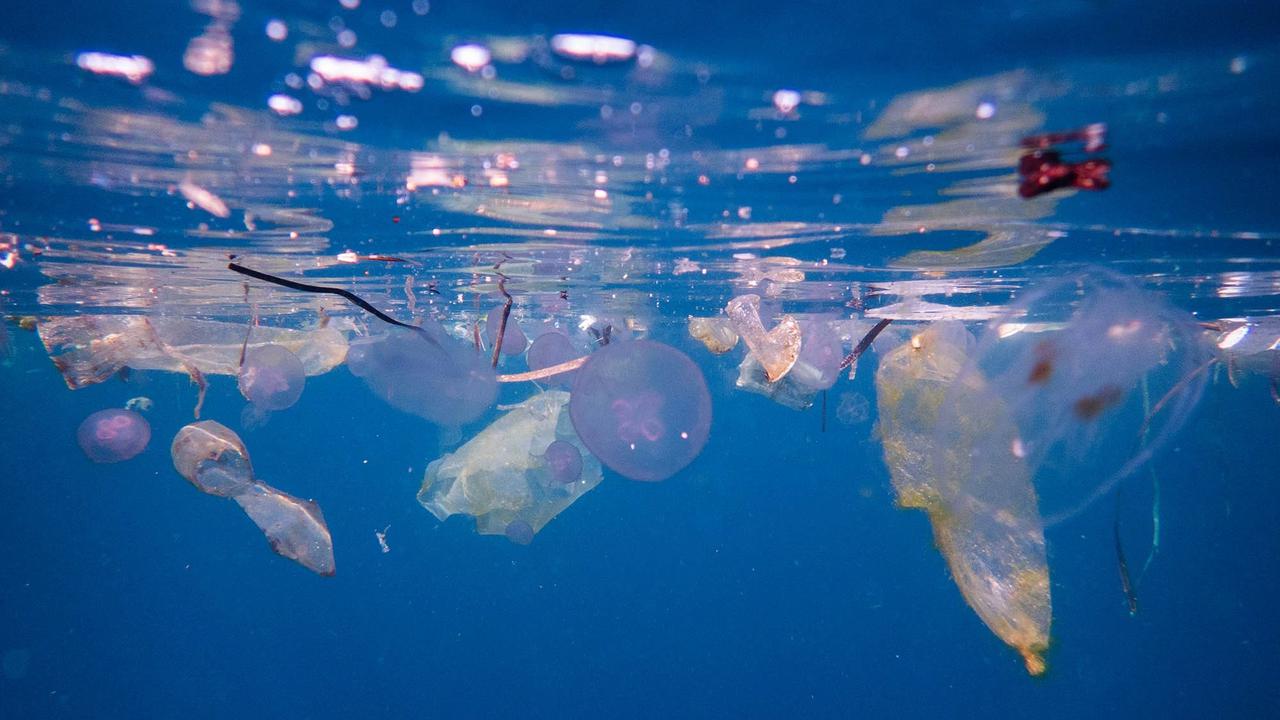 FOTO: Raja Ampat Hadapi Tekanan di Tengah Keajaiban Bawah Laut