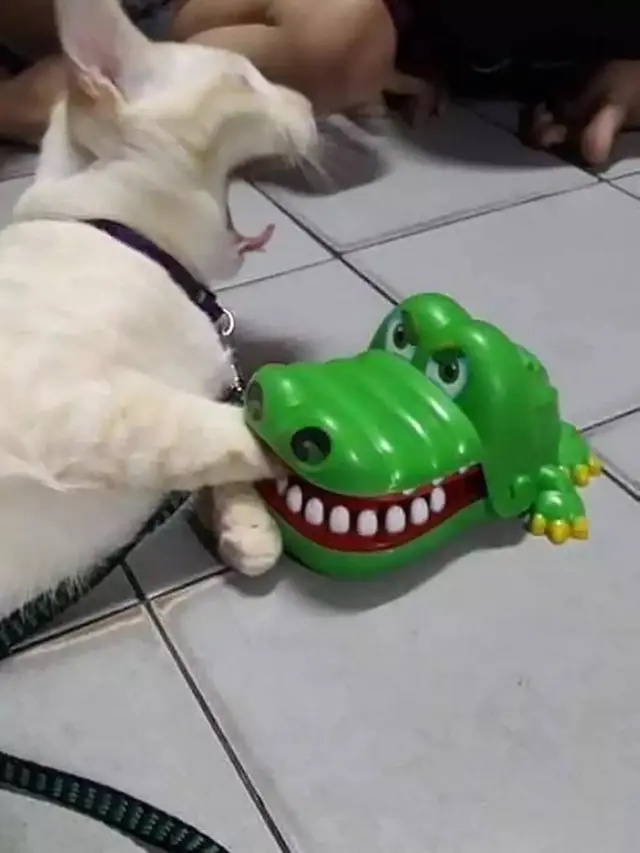 7 Potret Kucing Lagi Asik Bermain, Tingkahnya yang Bak Bocah Ini Bikin Gemas
