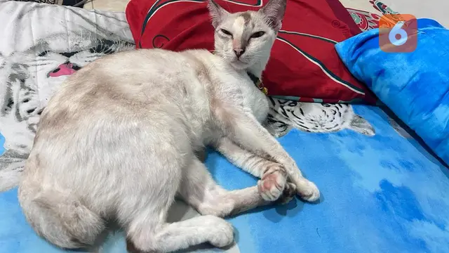 Kenapa Kucing Senang bermalas-malasan
