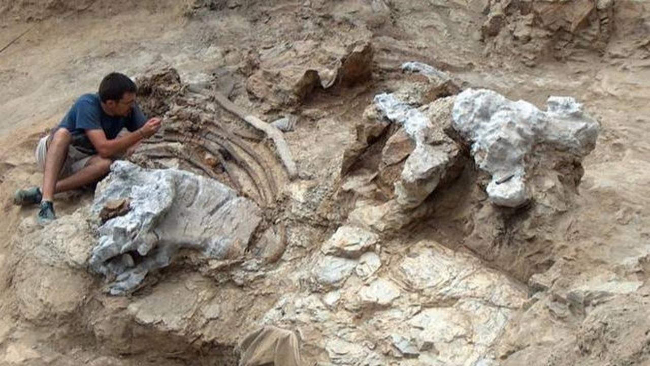 Para peneliti mengidentifikasi dinosaurus ini dari hasil pemeriksaan fosil-fosil dinosaurus yang ditemukan di Morella, kota di wilayah otonom Valencia, Spanyol timur.