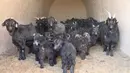 Sejumlah kambing beristirahat di gua tempat tinggal di peternakan milik koperasi pembiakan kambing hitam di Desa Wangwan, wilayah Zhenyuan di Provinsi Gansu, China, 21 Januari 2021. Gua tempat tinggal yang ditelantarkan diubah menjadi kandang kambing dalam beberapa tahun terakhir. (Xinhua/Ma Sha)