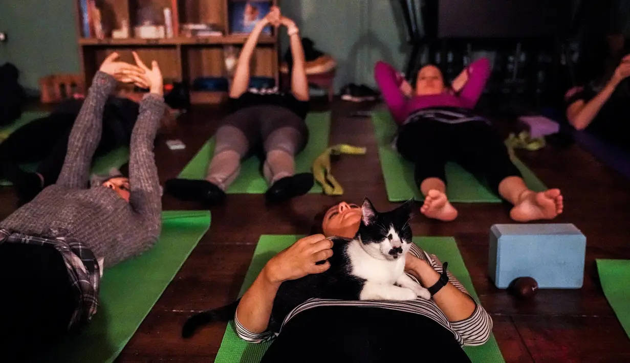 Seekor kucing duduk di atas peserta selama kelas yoga bersama kucing  di kafe kucing Brooklyn, New York, Rabu (13/3). Kafe ini menawarkan tempat latihan yoga dengan ditemani kucing-kucing menggemaskan. (REUTERS/Jeenah Moon)