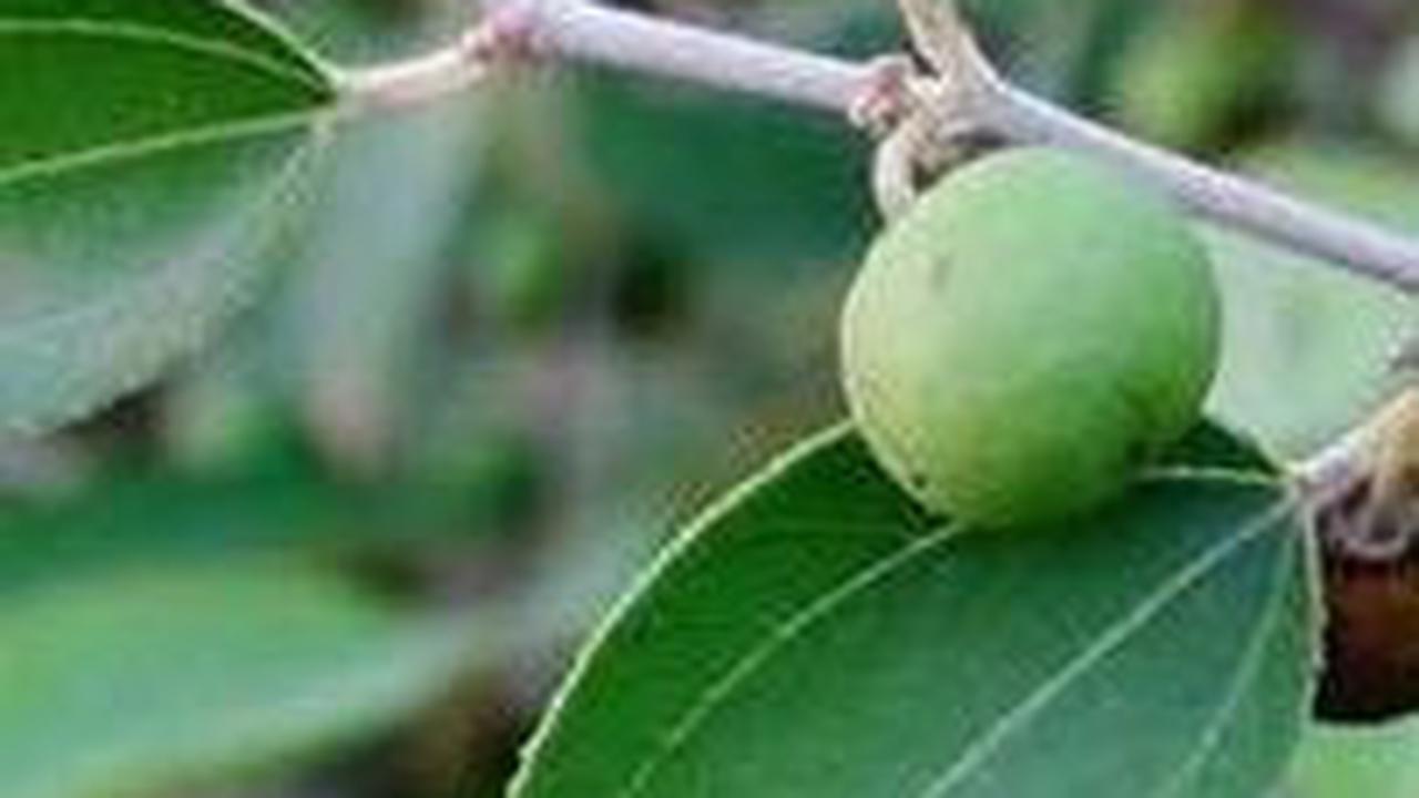 Manfaat Daun Bidara untuk Kesehatan Tubuh