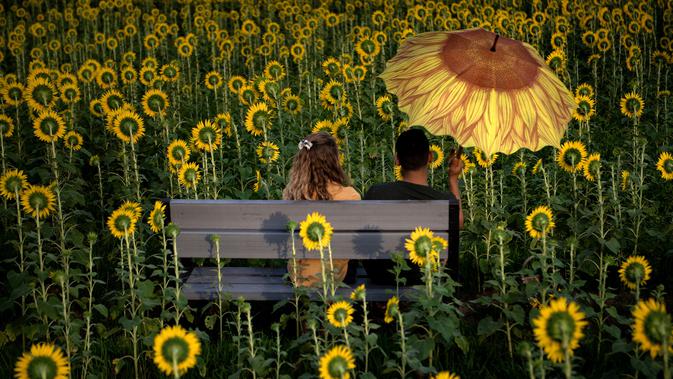 Sepasang pengunjung duduk di antara bunga matahari di ladang bunga Nokesville, Virginia pada Kamis (22/8/2019). Disana, bunga matahari dengan kembang berwarna kuningnya nan cantik terhampar di ladang luas. (Photo by Brendan Smialowski / AFP)
