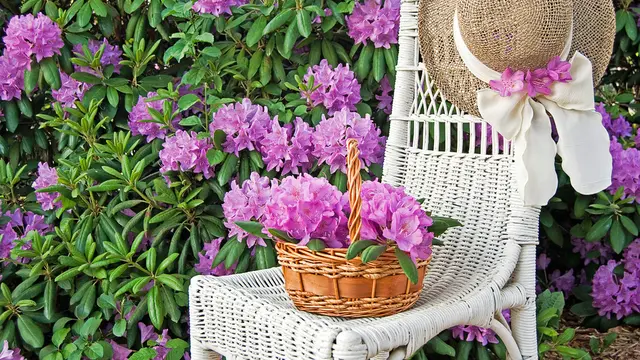 bunga azalea