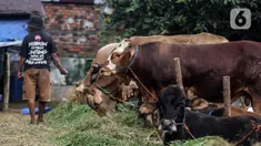 Pedagang memberi makan hewan kurban yang dijual di Cipulir, Jakarta, Selasa (28/6/2022). Menjelang Hari Raya Idul Adha, penjualan hewan kurban seperti sapi, kerbau, dan kambing kembali bergeliat meski sedang mewabah virus penyakit mulut dan kuku (PMK). (Liputan6.com/Johan Tallo)