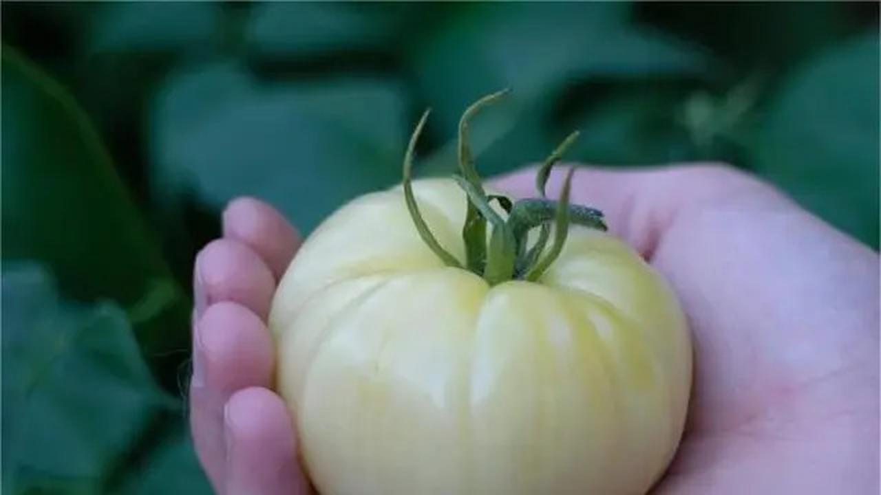 Tomat Putih: Keunikan, Nutrisi, dan Manfaat Kesehatannya