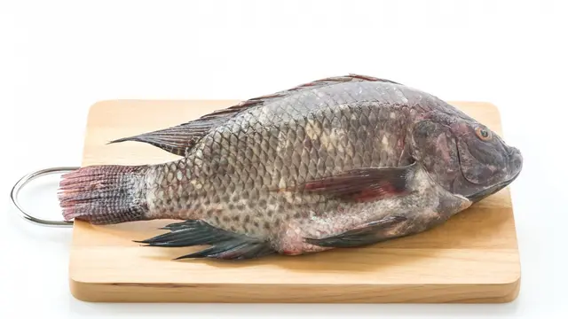 Ilustrasi ikan jenis tilapia