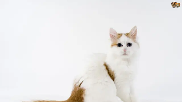 [Bintang] Kucing