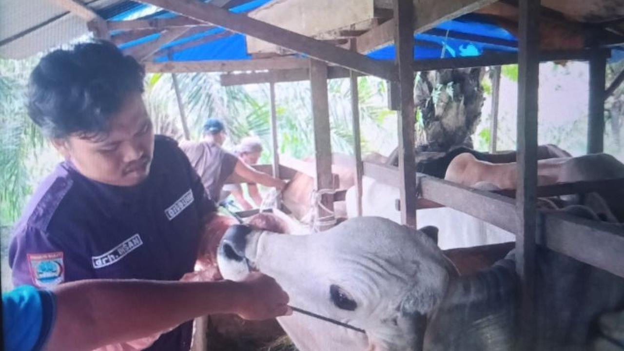 Pemkab Pasaman Barat Gencarkan Pemeriksaan Kesehatan Hewan Kurban Jelang Idul Adha 2026