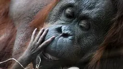 Salah satu induk orangutan Kalimantan, Theodora, menggendong bayinya yang baru lahir di kebun binatang Jardin des Plantes, Paris, Rabu (24/10). Orangutan masuk dalam kriteria Endangered species atau yang terancam punah. (Eric FEFERBERG/AFP)