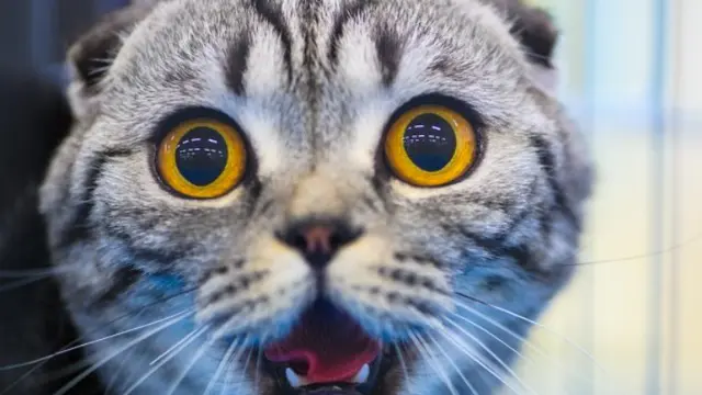 Mengapa Kucing Begitu Takut pada Mentimun?