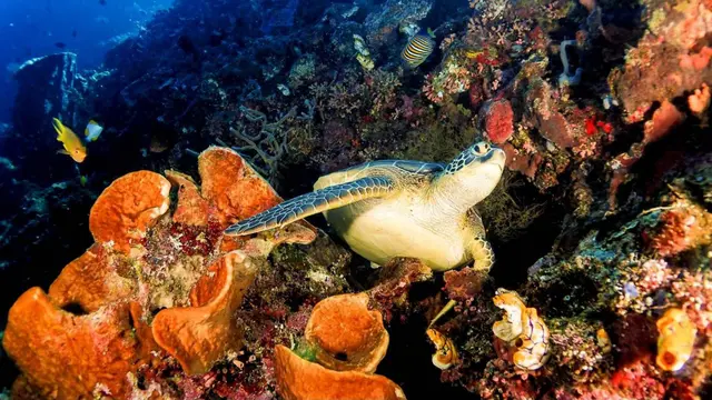 Raja Ampat
