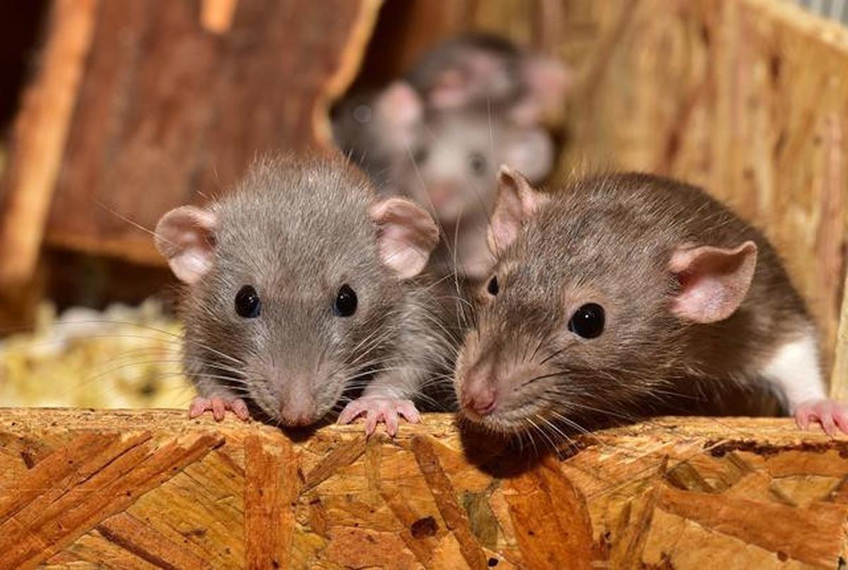 7 Cara Mengatasi Tikus Got Masuk Rumah Saat Musim Hujan, Mudah Dilakukan dan Ampuh