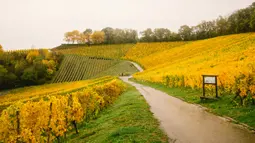 Pemandangan musim gugur di sebuah bukit di Konigswinter, kota yang terletak di dekat Bonn, Jerman barat, 25 Oktober 2020. (Xinhua/Tang Ying)