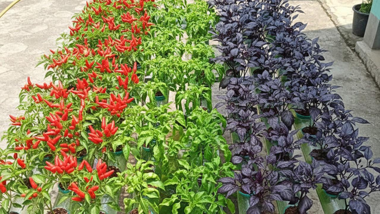 6 Ide Kebun Cabai Campuran Jenis di Satu Lahan, Jadi Solusi Lahan Terbatas