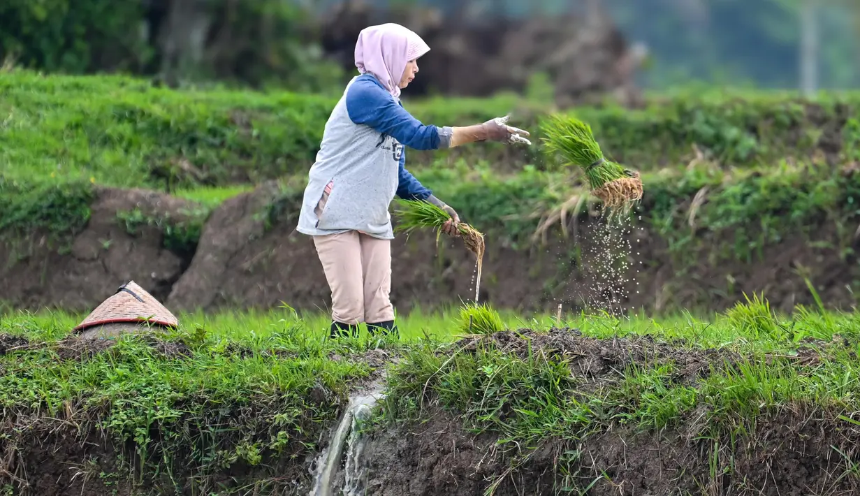 Target ini untuk mendukung ketahanan dan swasembada pangan yang diproyeksikan Presiden Prabowo Subianto dapat tercapai di 2027. (CHAIDEER MAHYUDDIN/AFP)