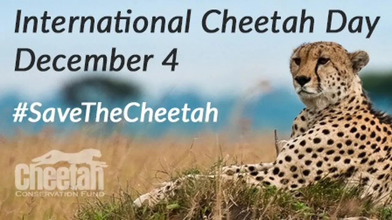 Sumber: lama International Cheetah Day