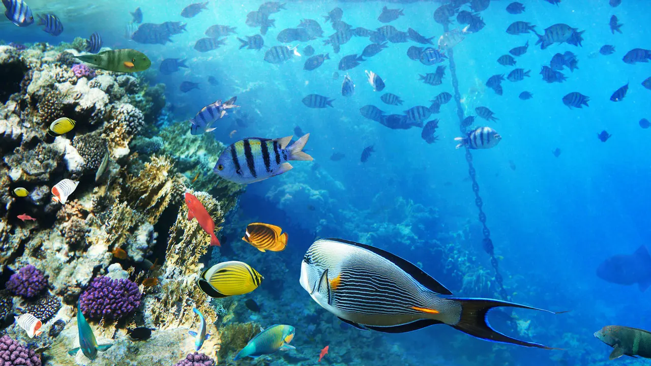 Rantai Makanan di Laut
