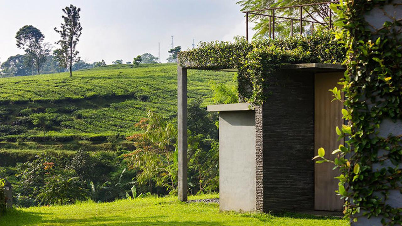 Sambut Pagi Bersama Hamparan Kebun Teh