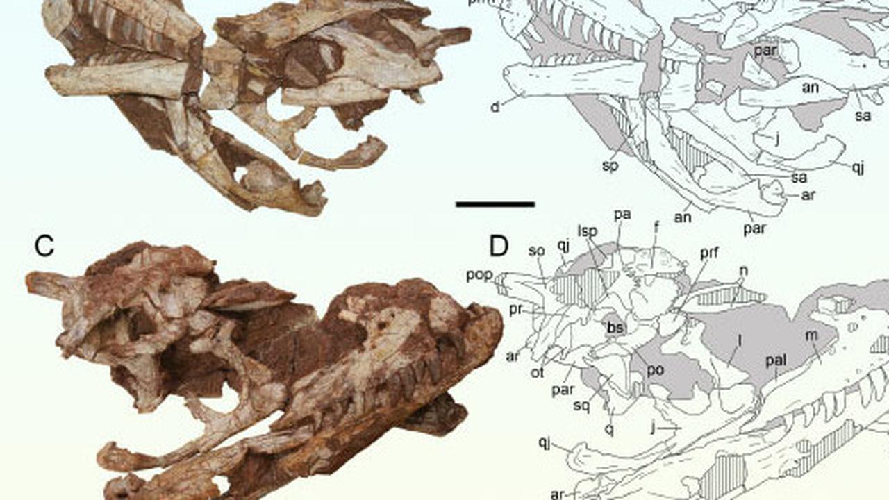 Ilmuwan Temukan Fosil Dinosaurus Berusia 170 Juta Tahun, Tulang Belakang dan Tengkoraknya Masih Lengkap