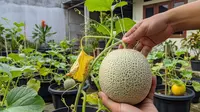Cara Menanam Melon di Pot Halaman Rumah, Ini 5 Rahasia Panen Buah Manis