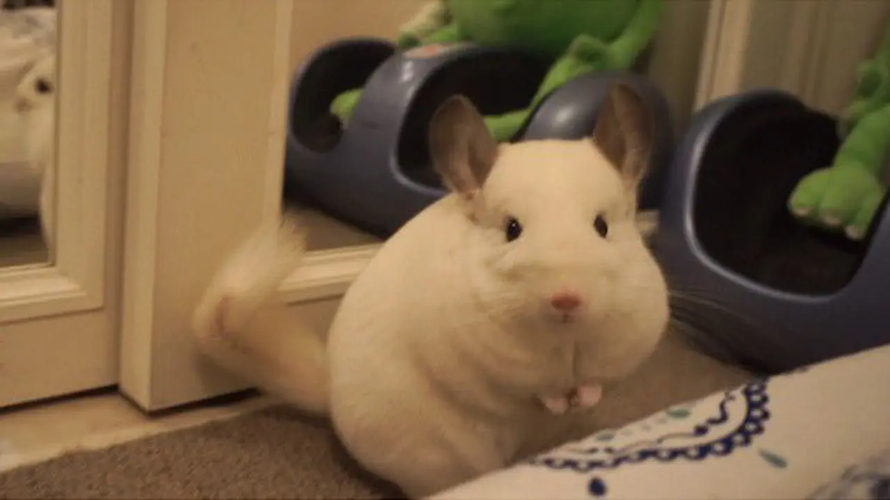 Uni, Chinchilla dari Jepang
