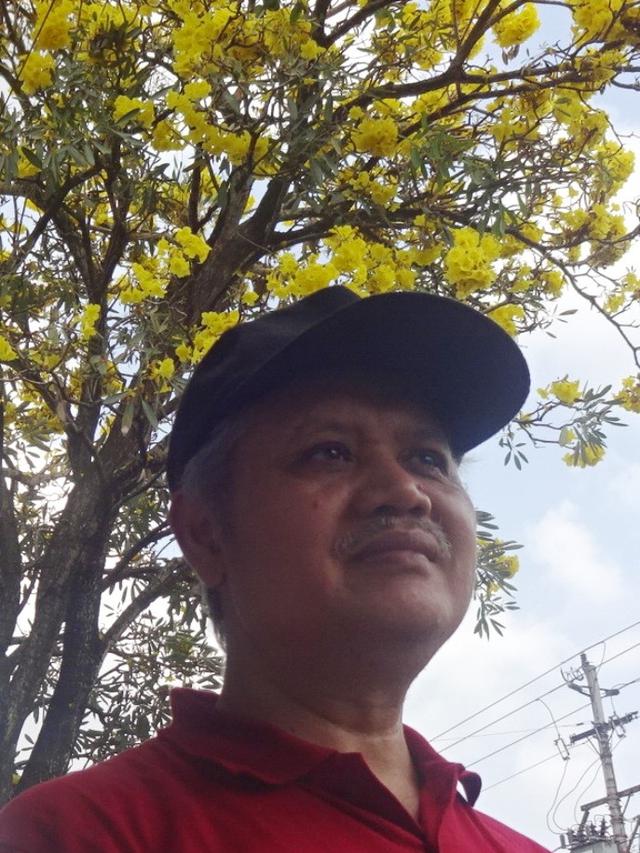 Bunga tabebuya mekar serentak di Purwokerto, bak sakura musim semi di Jepang. (Foto: Liputan6.com/Alief Enstein untuk Muhamad Ridlo)