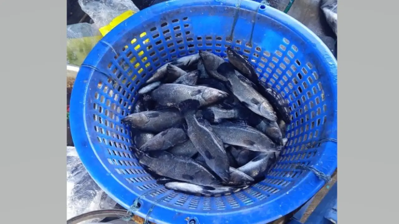 Ikan