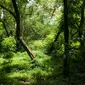 Suasana Hutan Kota Srengseng, Jakarta, Rabu (29/3). Pemprov DKI Siapkan Rp 1,5 Miliar untuk Benahi 4 Hutan Kota, adapun sarana pendukung yang akan dibangun diantaranya, pagar, pos jaga, dan jogging track. (Liputan6.com/Gempur M Surya)