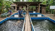 Cara Menambah Populasi Ikan Lele Setiap 3 Bulan agar Kolam Terus Menghasilkan, Produksi Stabil