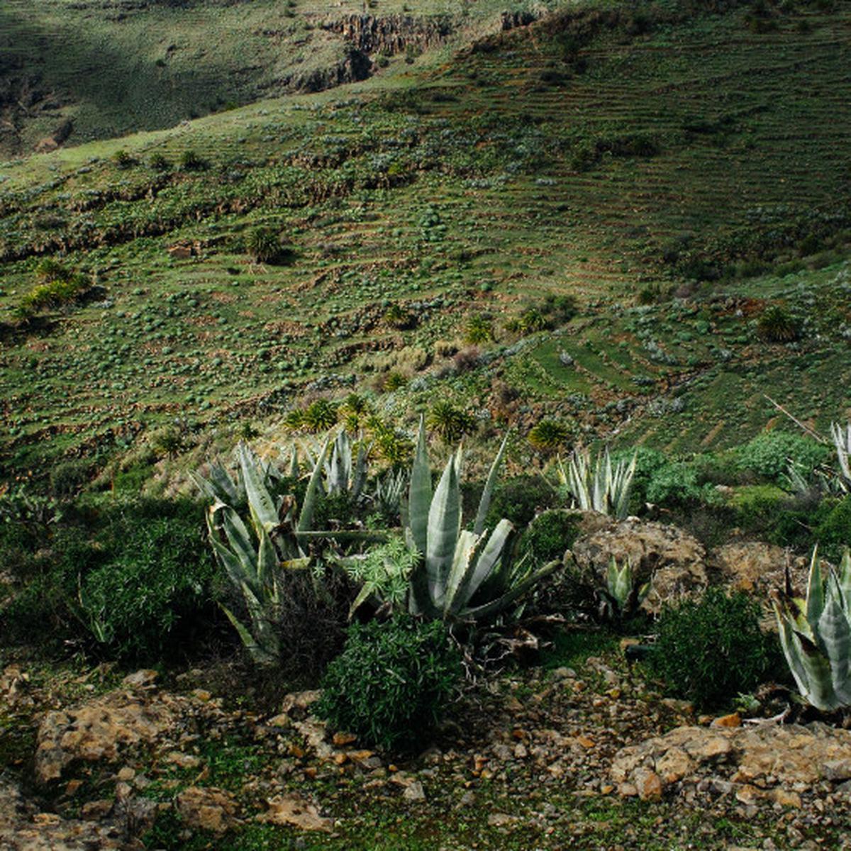 Potensi Risiko Konsumsi Agave