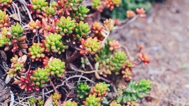 Stonecrop. Tanaman Mini Tahan Kering Favorit Para Penyerbuk
