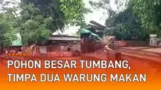 Sebuah pohon besar tumbang di pinggir jalan mengundang perhatian.
