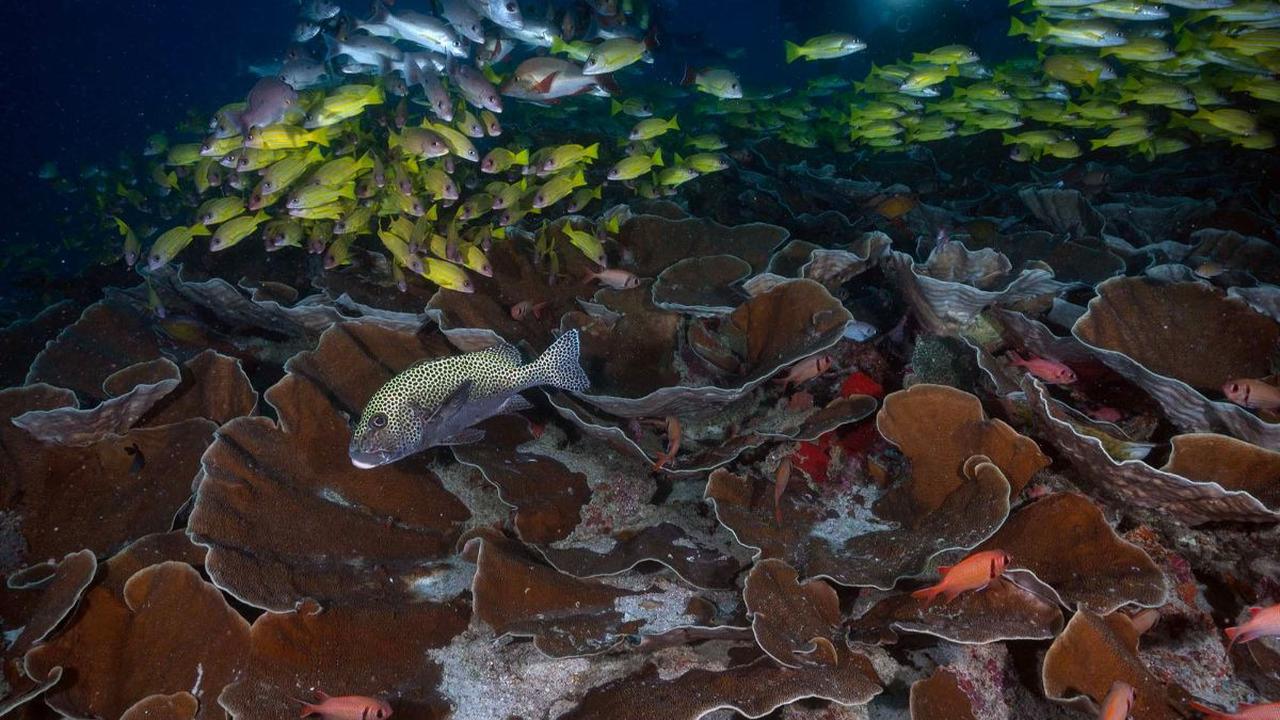 <b>Destinasi Diving Terbaik di Dunia</b>