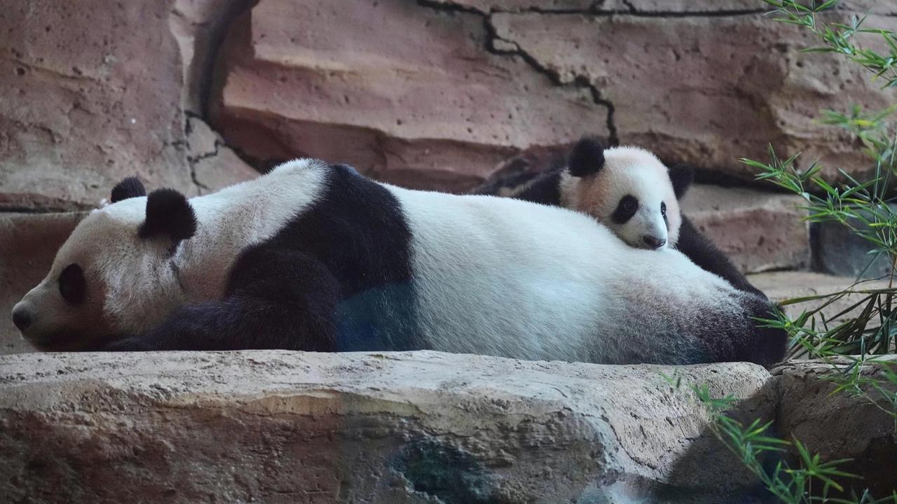 FOTO: Tingkah Lucu Rio Panda Raksasa Kelahiran Indonesia Curi Perhatian Pengunjung