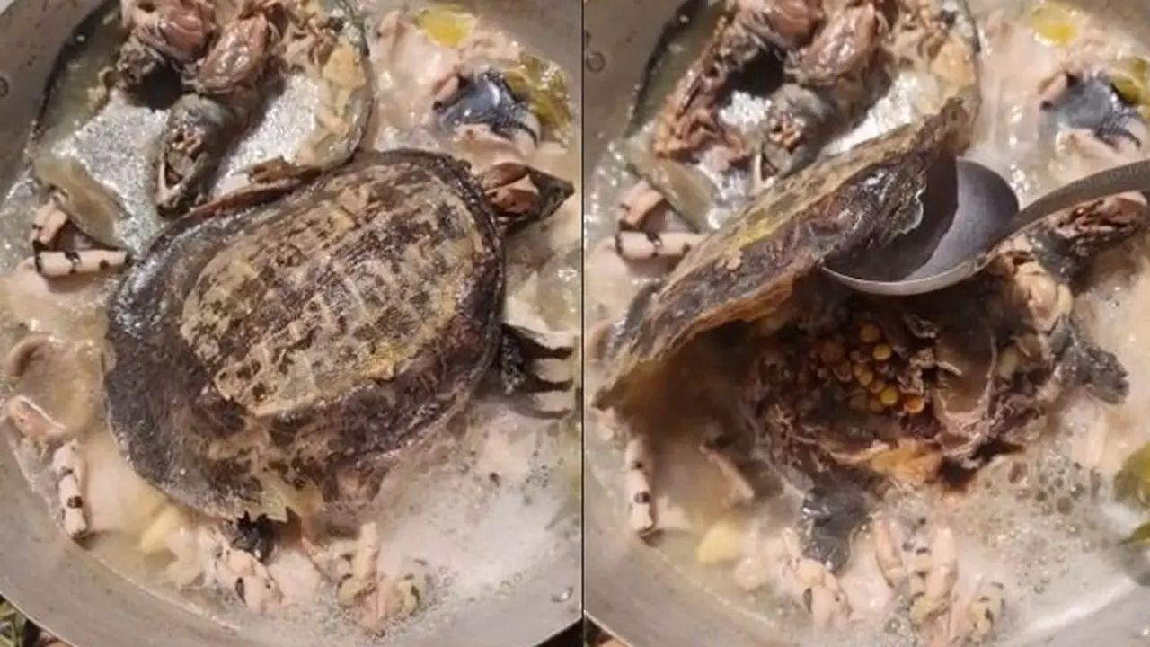 Viral Video Masak Kura-Kura dengan Direbus, Reaksi Netizen Bikin Heboh