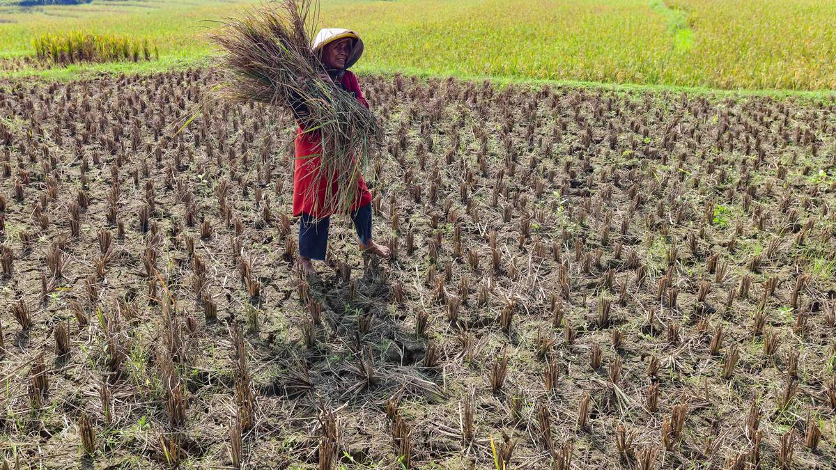 Puluhan Hektar Sawah di Jonggol Gagal Panen Akibat Wereng dan Kekeringan