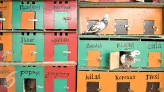 Sejumlah merpati berada di dalam kandangnya di kawasan Bukit Duri, Jakarta, Jumat (13/1). Habiskan waktu sore, sejumlah anak-anak bermain burung merpati di kawasan Bukit Duri. (Liputan6.com/Yoppy Renato)