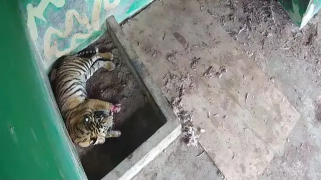 Harimau Terluka