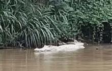Dilaporkan Hilang saat Berenang di Sungai, Bocah 10 Tahun Diduga Diterkam Buaya