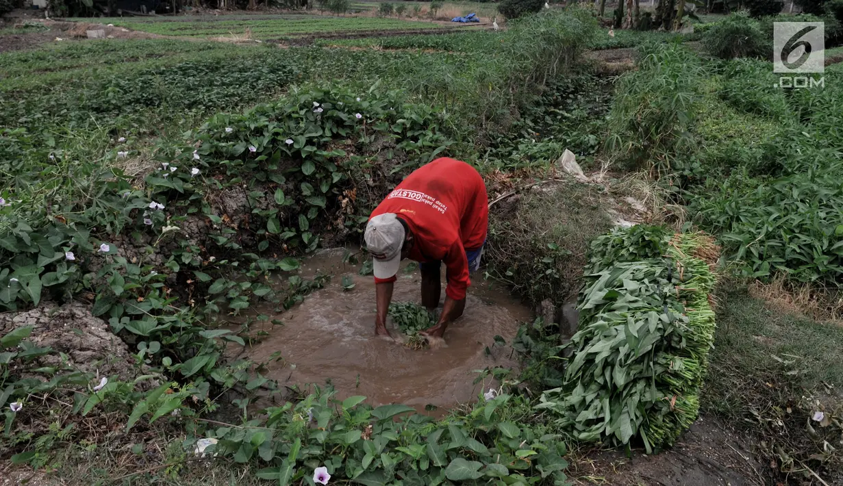 Petani mencuci kangkung menggunakan air kubangan di perkebunan sayuran kawasan Sunter, Jakarta, Selasa (9/7/2019). Akibat kemarau, lahan pertanian di kawasan tersebut mengalami kekeringan sehingga petani terpaksa menggunakan air dari selokan untuk menyiram sayuran. (merdeka.com/Iqbal S. Nugroho)