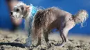 Salah seekor anjing memakai medali usai mengikuti kompetisi surfing bagi anjing di Pantai Huntington, California, Minggu (25/9). Kontes Dog Surf City ini merupakan yang kesekian kalinya dan selalu mendapat sambutan yang meriah. (REUTERS/Lucy Nicholson)