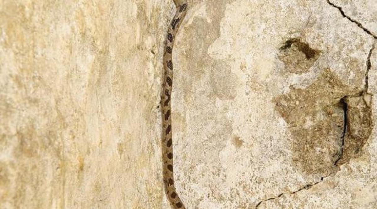 7 Tanda Ular Kobra atau Weling Sering Muncul di Perumahan, Waspadai Ciri-Cirinya Sebelum Terlambat