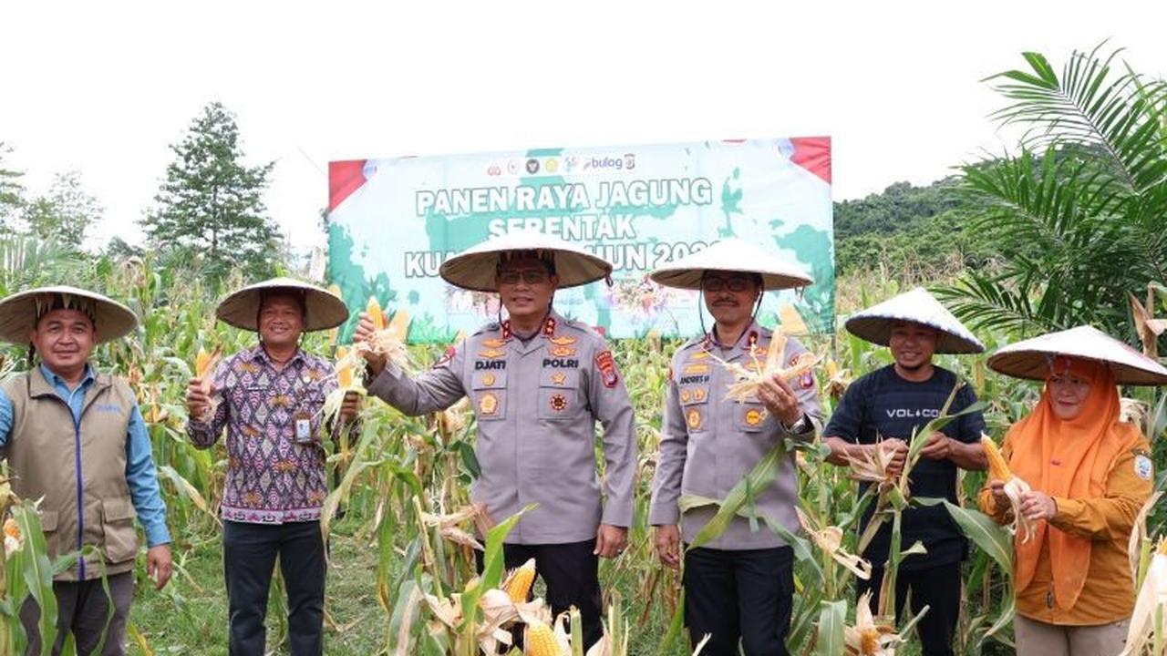 Polda Kaltara Panen Jagung 5,3 Hektare, Perkuat Ketahanan Pangan Nasional